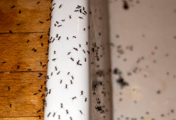 Best Best Pest Control Companies  in River Road, WA